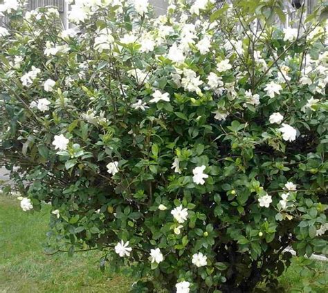 六月20日 星座 如何讓梔子花開花